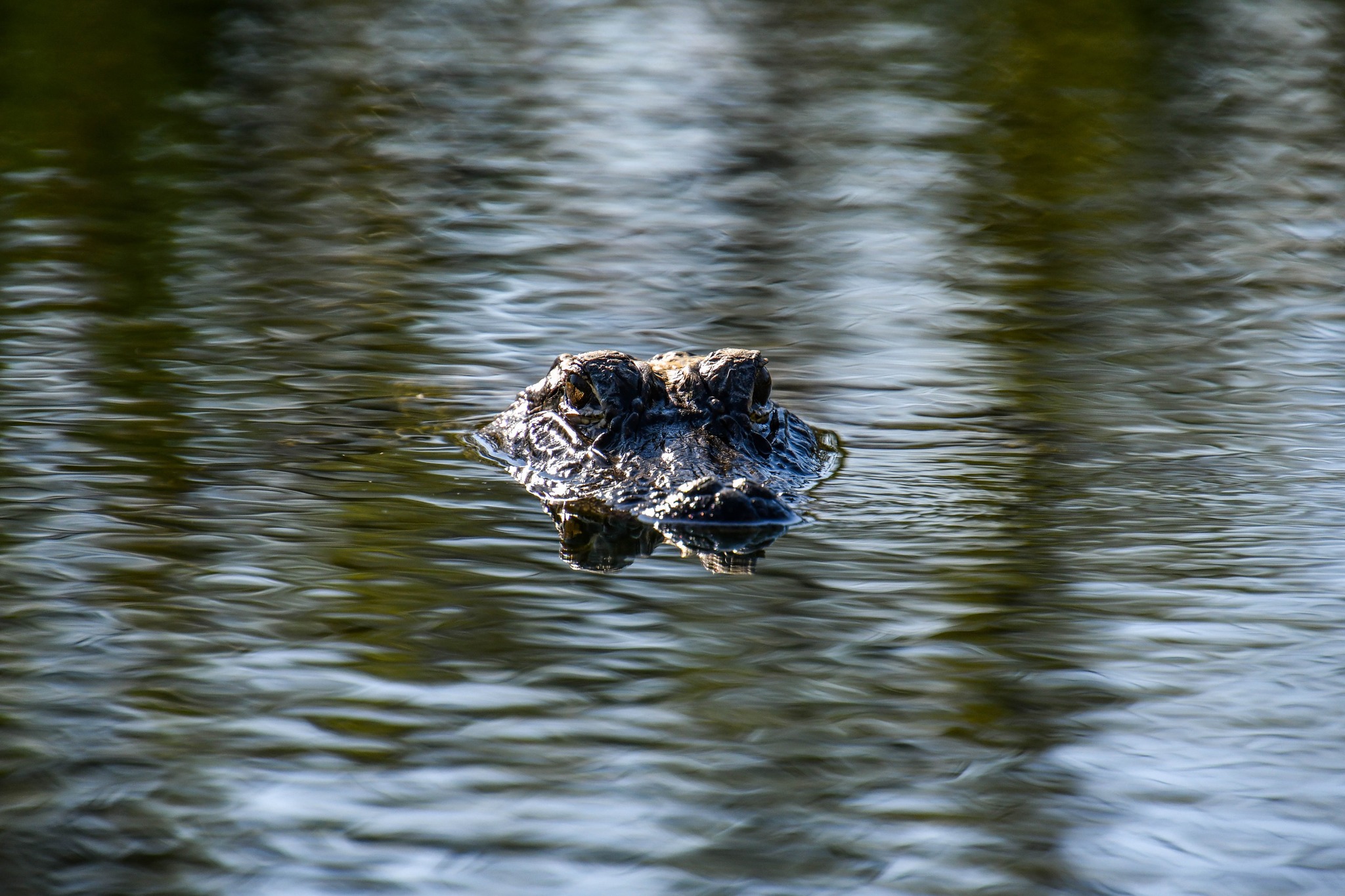 Wild by Nature: Discovering the Wildlife and Habitats of the Everglades