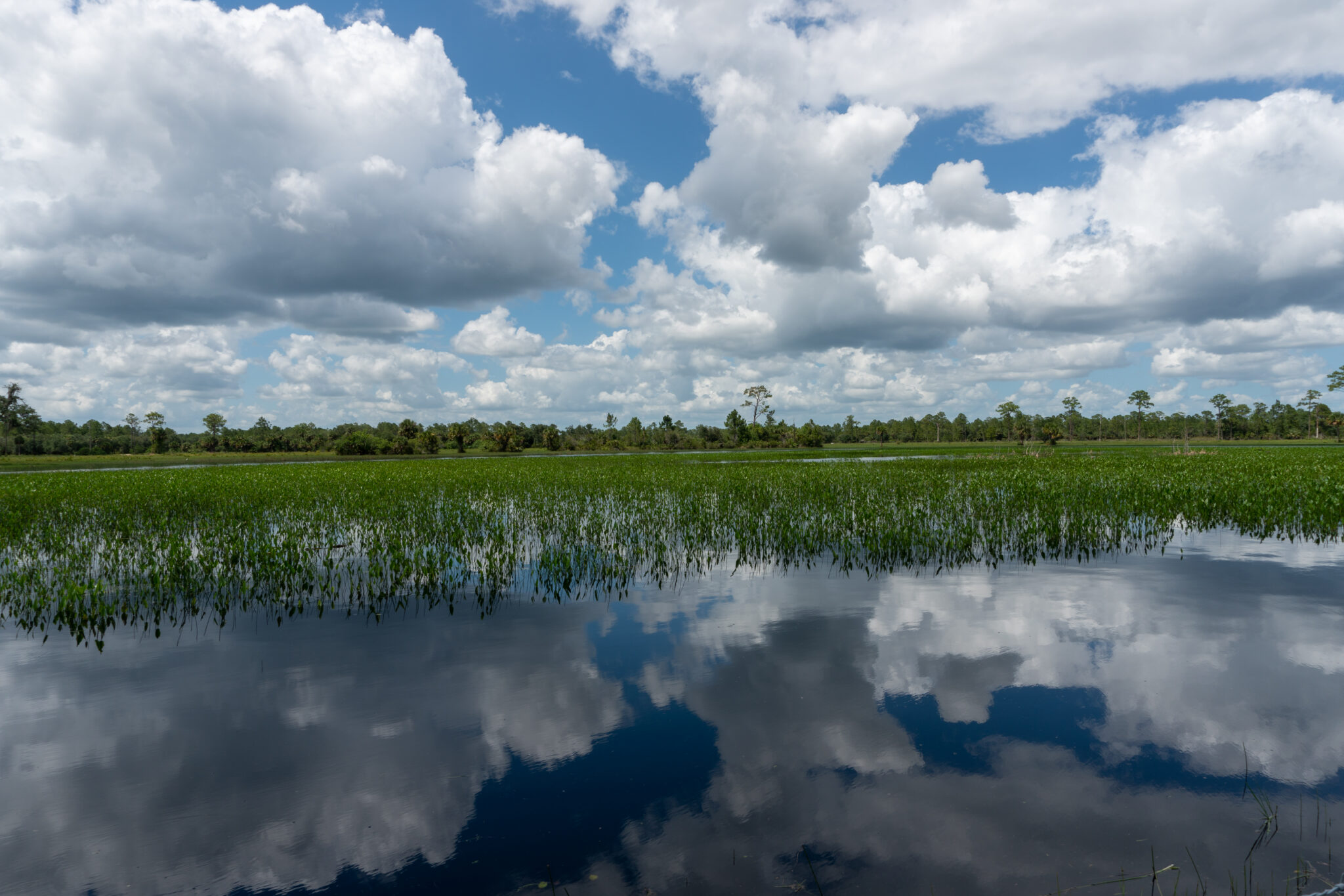 From Sawgrass to Seagrass: How Everglades Water Supports Marine Life