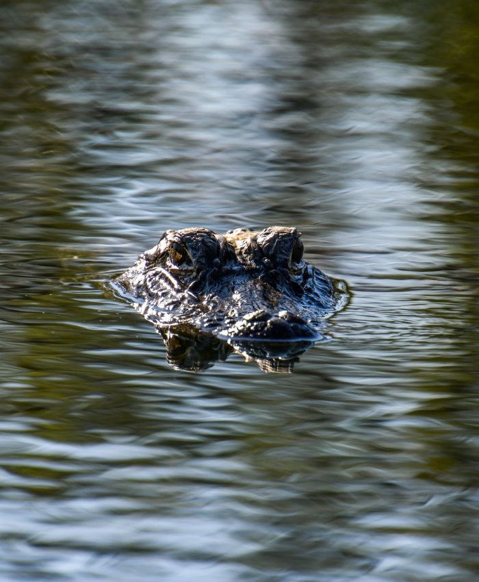 Wild by Nature: Discovering the Wildlife and Habitats of the Everglades