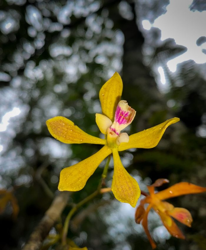 A Future Worth Protecting: Why Everglades Conservation Matters