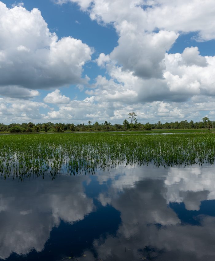 From Sawgrass to Seagrass: How Everglades Water Supports Marine Life
